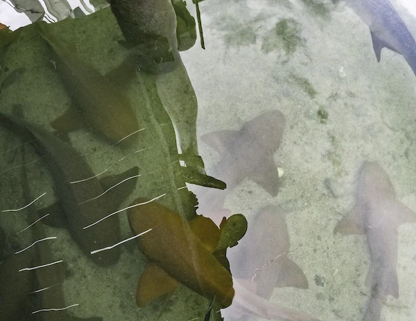 nurse sharks