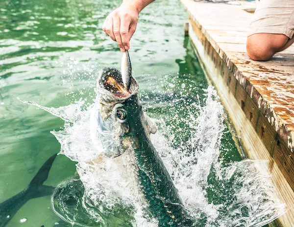 feeding fish to tarpon by a dock