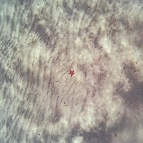 starfish sitting at the bottom of the ocean