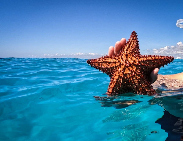 orange starfish held against caribbean blue ocean