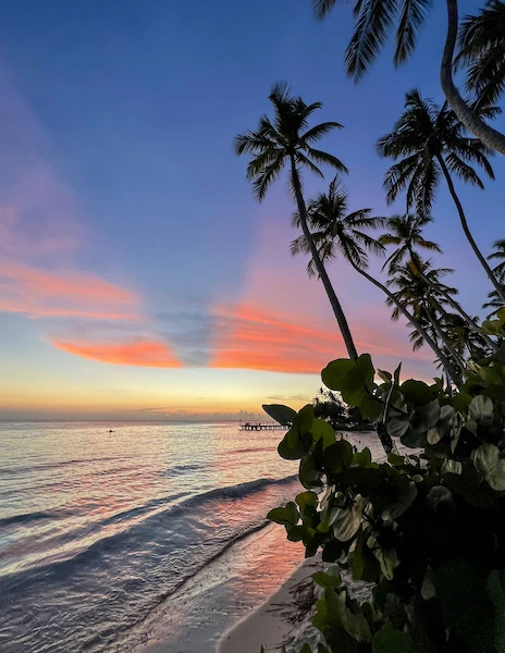 palm trees against pink and blue skies and the waves of the ocean at sunset 