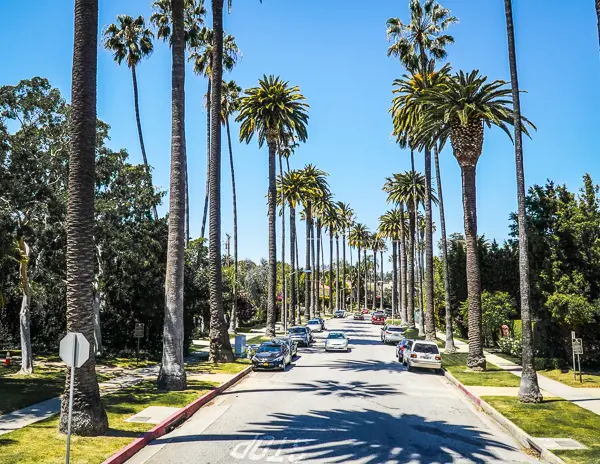 View of a palm tree-lined street in Beverly Hills, California. The road is framed by tall, slender palm trees under a clear blue sky with cars traveling down the neatly maintained street