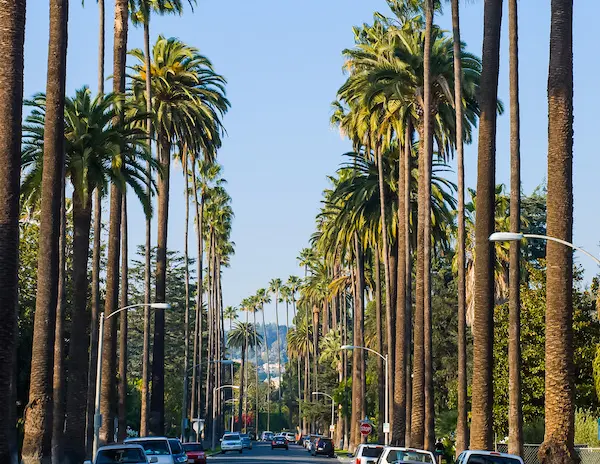 street of lined up palm trees