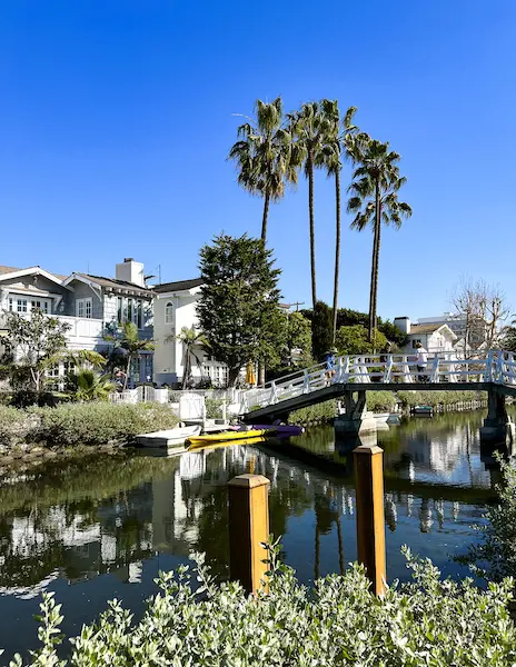 palm trees, bridge and canals