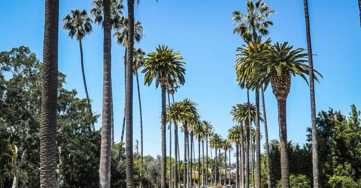 featured blog image of a beautiful, wide-angle view of a palm tree-lined street in Los Angeles, California. The tall, iconic palm trees stretch up into the clear blue sky, symbolizing the quintessential Southern California scenery for one day in los angeles