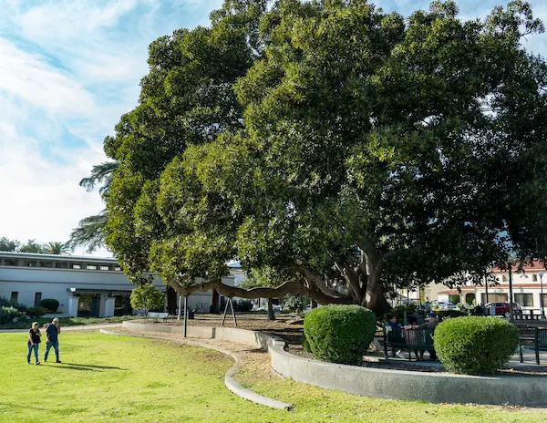 Massive Moreton Bay Fig tree providing shade over picnic tables and a playground area at Library Park in Monrovia.