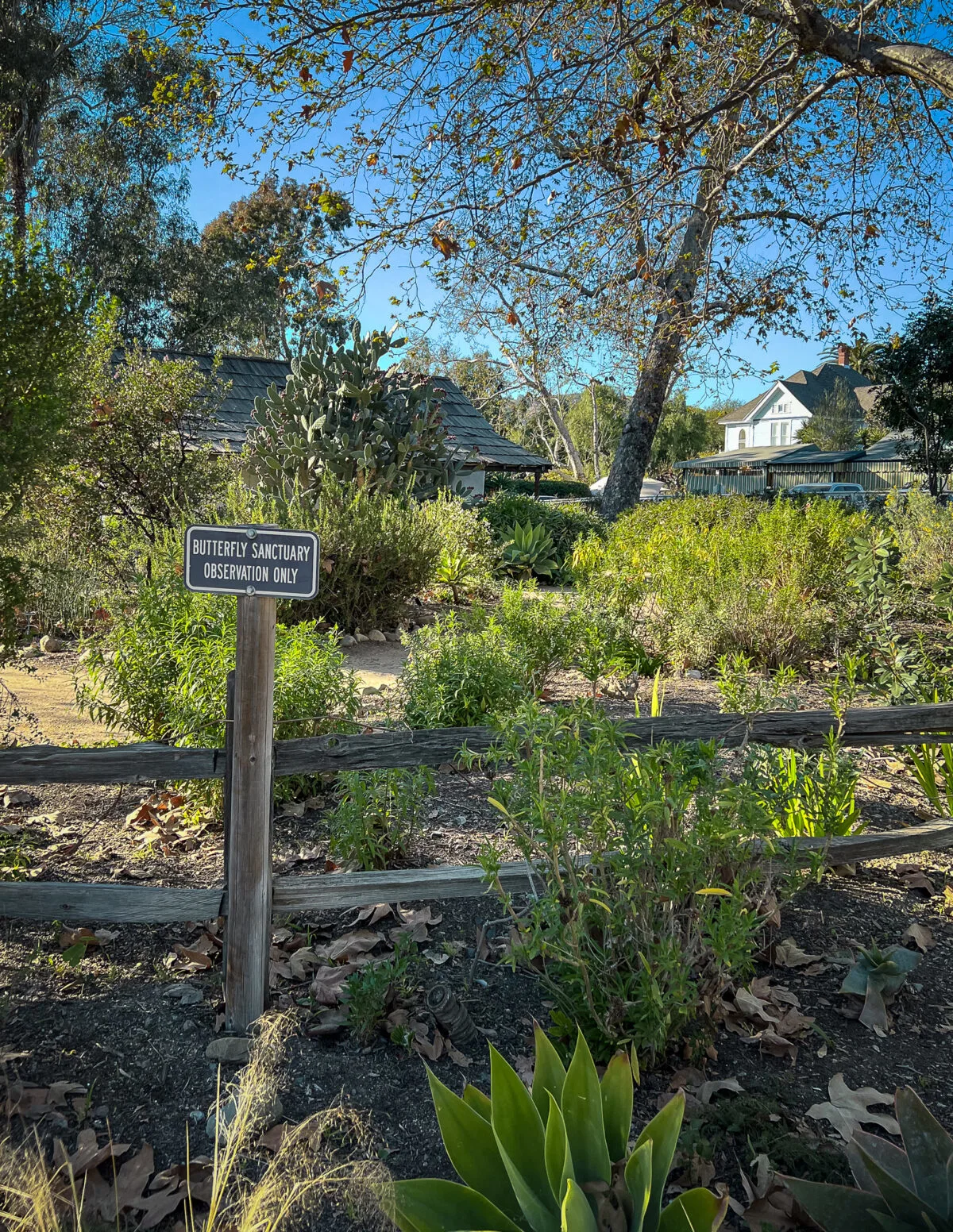 butterfly sanctuary observation in los rios street