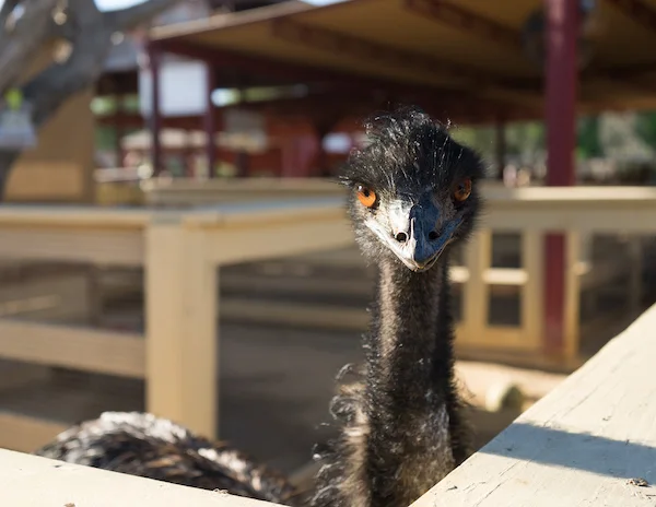 A close-up of an emu looking directly at the camera from inside an enclosure at River Street Ranch in San Juan Capistrano.