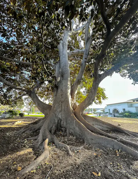 view from under a moreton bay fig tree