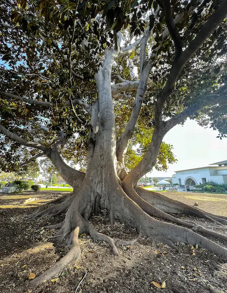 Close-up view of the massive trunk and sprawling roots of the Moreton Bay Fig tree at Library Park in Monrovia.