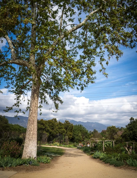 the dirt path along the rose garden