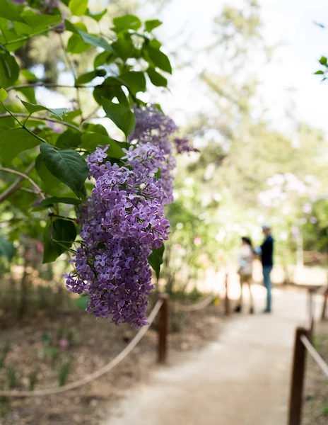 Close-up of lilac flowers in bloom at Descanso Gardens, with a couple blurred in the background walking along a garden path