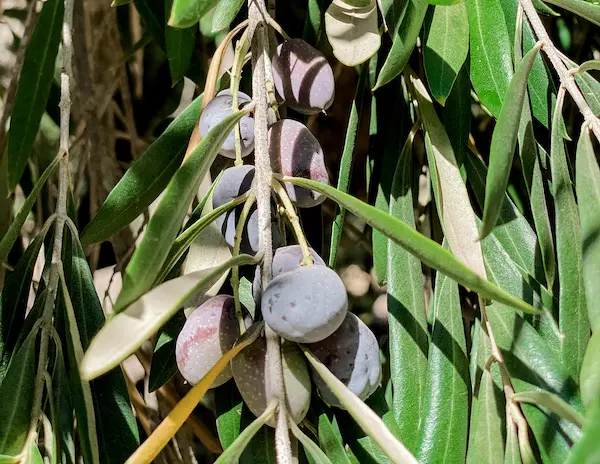 close up of olives growing on olive treeas