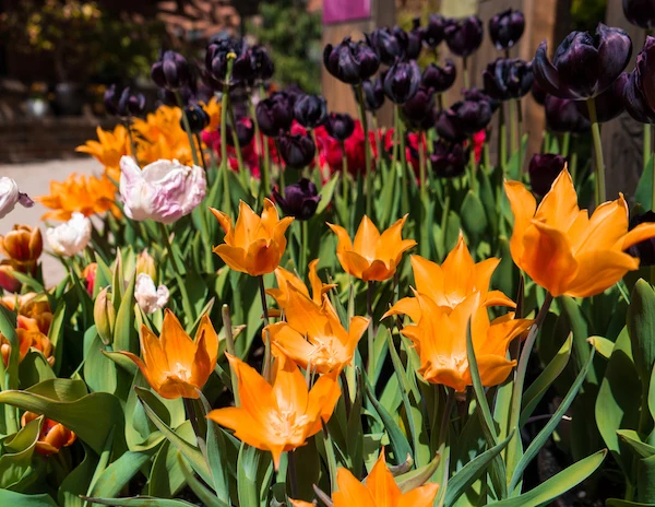 orange and purple tulips