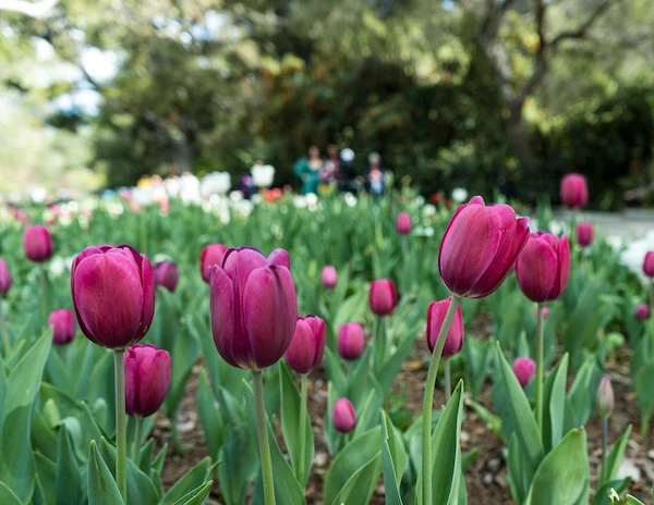 pink tulips