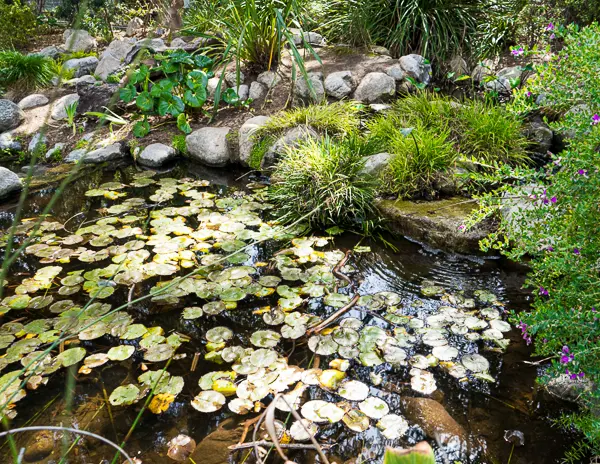 pond with lily pads