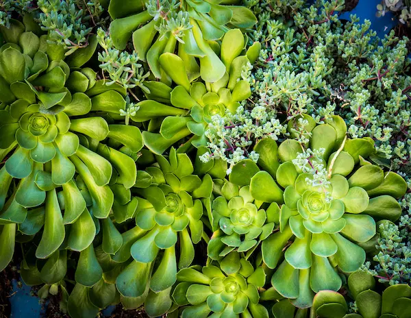 succulent wall