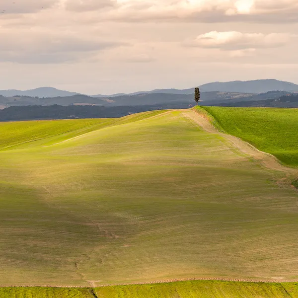 green and golden pastures in tuscany countryside