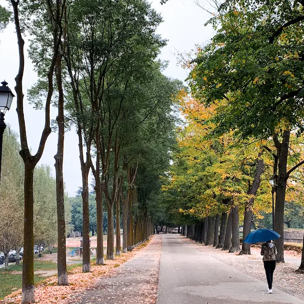 long walking path lined with trees and woman holding blue umbrella