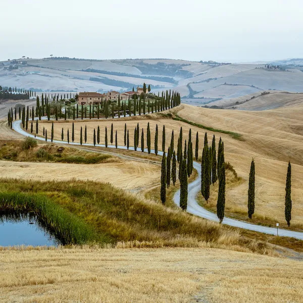 windy roads flanked by cypress trees in tuscany italy