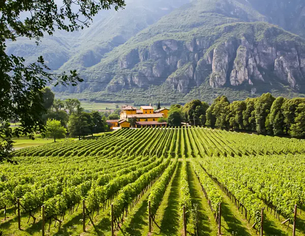 Vineyard and villa in Italy