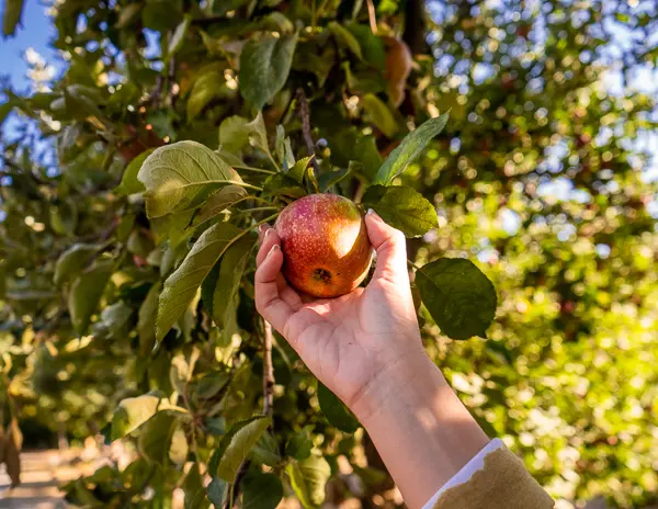 Hand picking an apple from a tree.