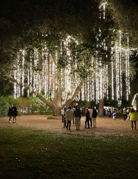 Visitors gathered under a large oak tree illuminated by cascading strands of white lights at 123 Farm during the Christmas festival.