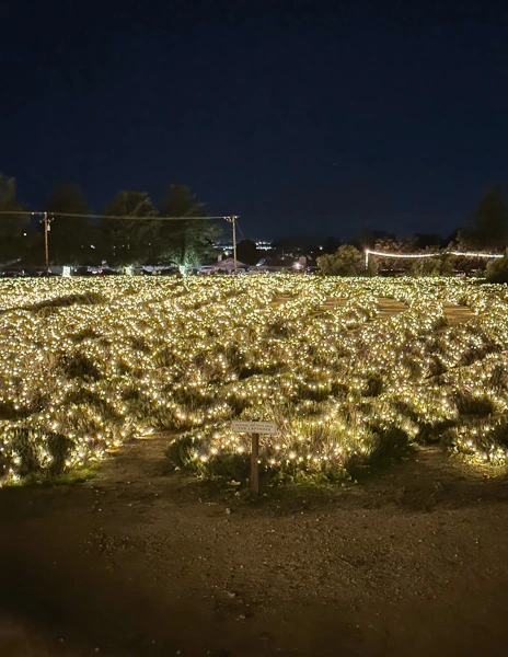 sparkling lavender at christmas nights 123 farm