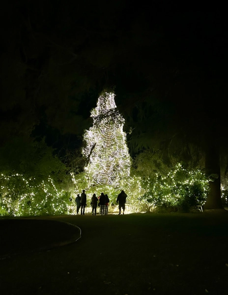 isitors silhouetted against a large outdoor Christmas tree covered in bright white lights at 123 Farm, surrounded by illuminated foliage.
