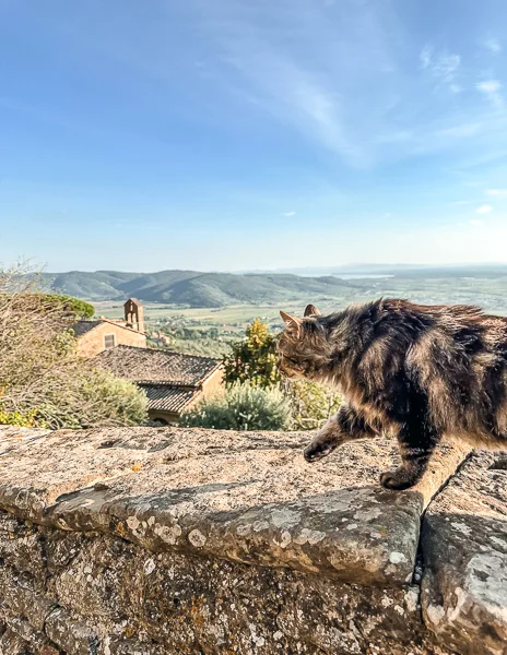A fluffy gray cat walking along a stone wall in Cortona, with a stunning panoramic view of the Tuscan countryside and distant hills in the background.