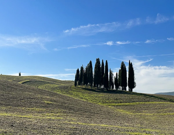 cipressina cypress trees val dorcia in unesco