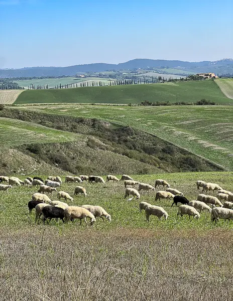 sheep grazing in Tuscany