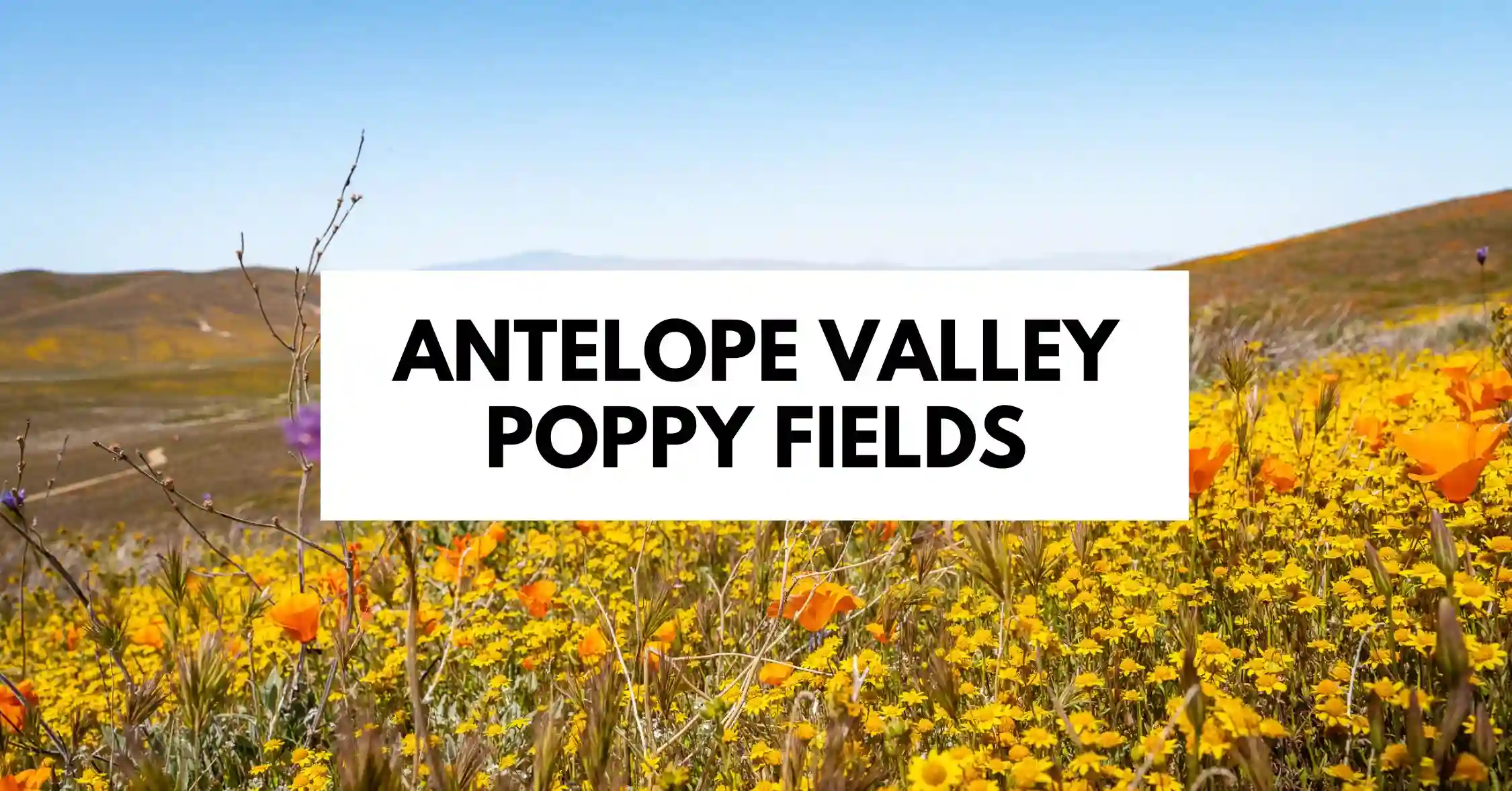featured image with text antelope valley poppy fields
