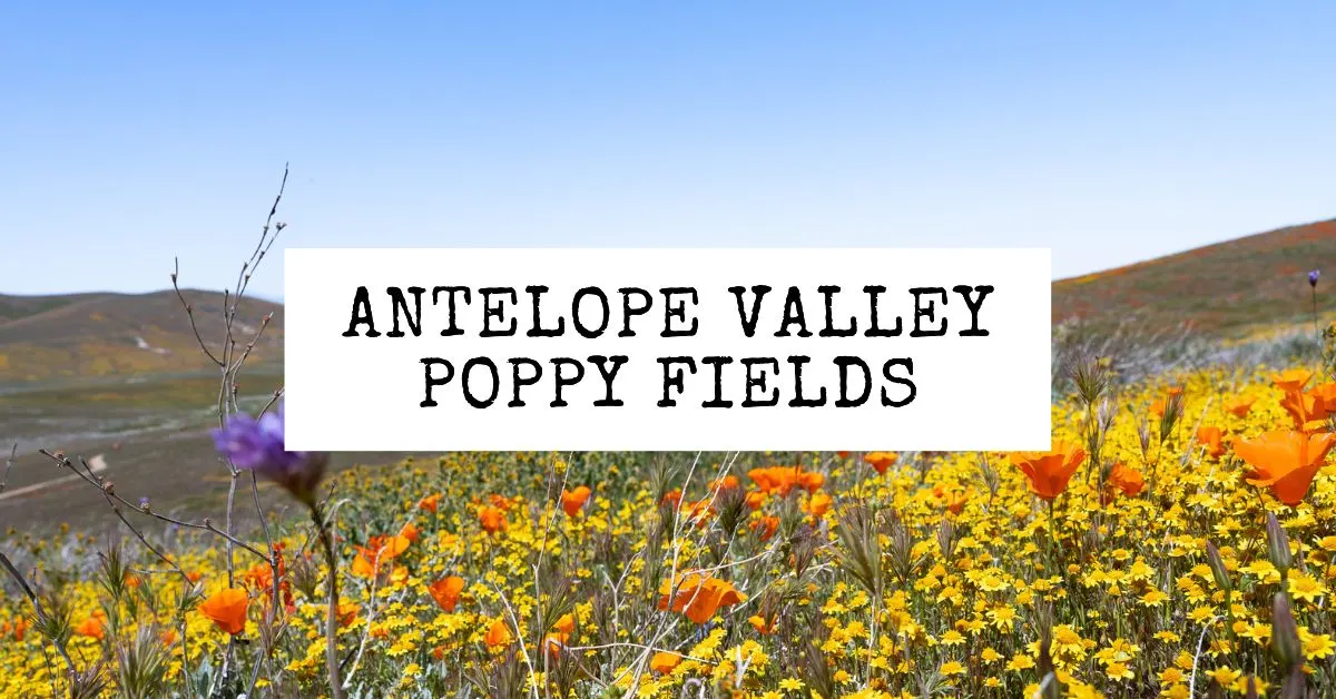 featured blog image | antelope valley poppy reserve | antelope valley poppy fields