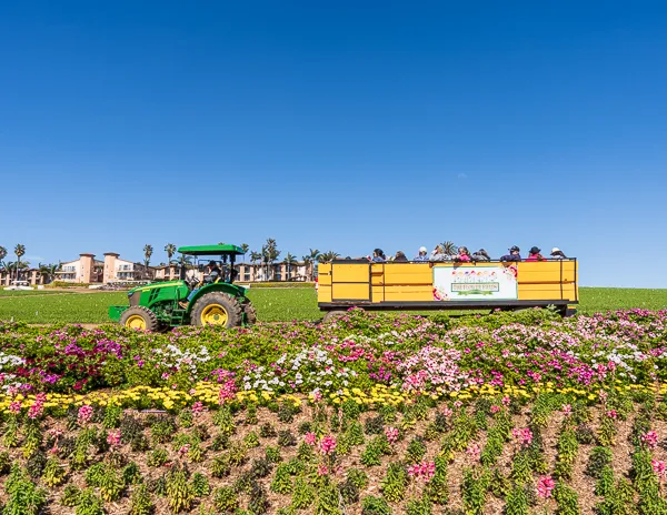 tractor pulling yellow wagon of visitors around the flower fiends in carlsbad