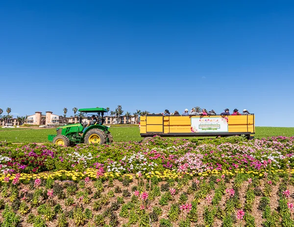 A green tractor pulling a yellow wagon filled with visitors on a scenic ride through The Flower Fields in Carlsbad, California, with colorful flowers in the foreground and a clear blue sky overhead.