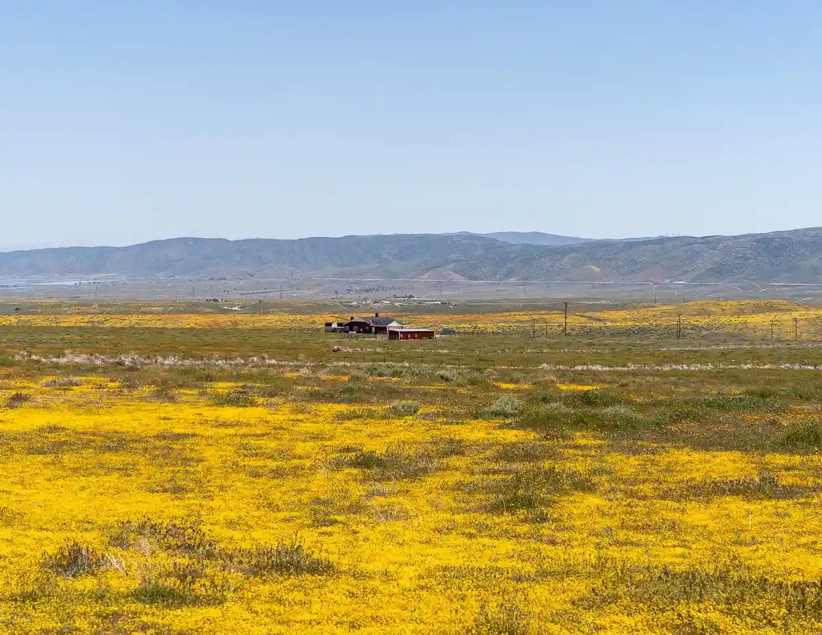 field of wildflowers at the entrance of the poppy reserve with a red ranch home in the distances
