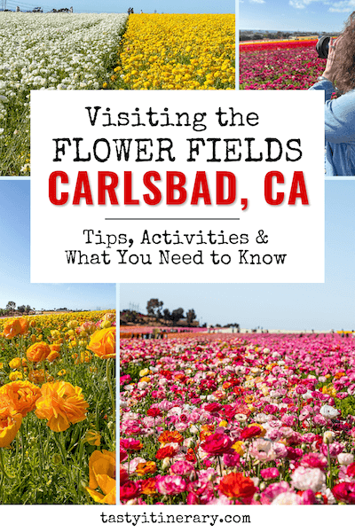 pinterest marketing pin | the flower fields in carlsbad, california