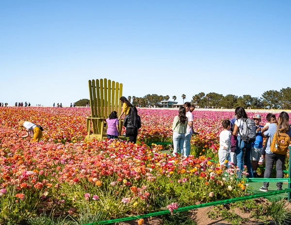 giant chair in the flower fields