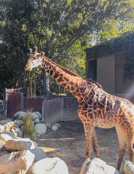 Giraffe at the LA Zoo