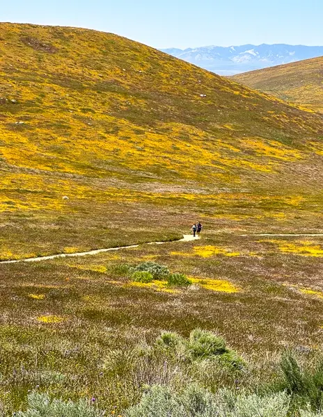 Hikers walking along a trail at Antelope Valley Poppy Reserve, surrounded by rolling hills covered in patches of yellow and green.
