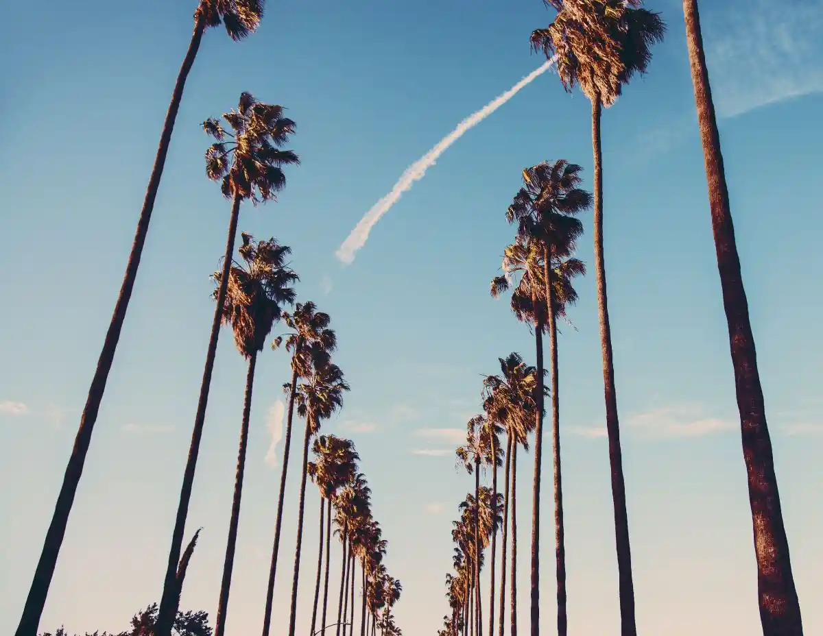 palm trees reaching the sky in los angeles