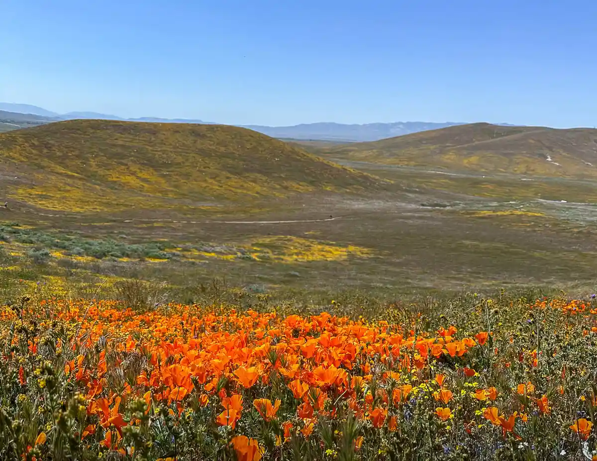 patch of poppies at the top of tehachapi vista at the antelope valley reserve