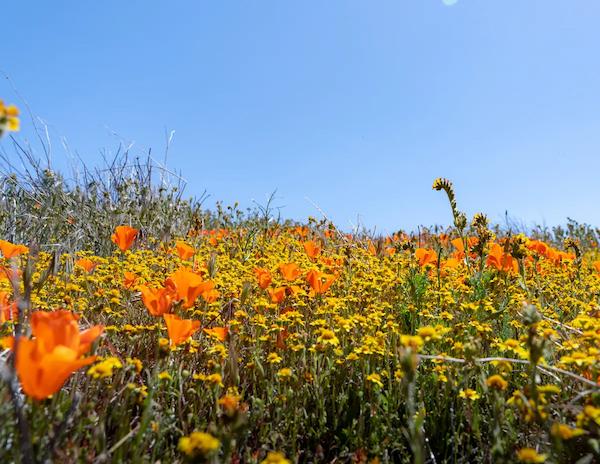 poppies and action daisies at the reserve