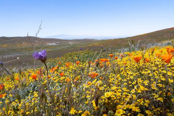 Bright orange California poppies and yellow wildflowers in full bloom at Antelope Valley Poppy Fields in Lancaster, with rolling hills in the background under a clear blue sky.