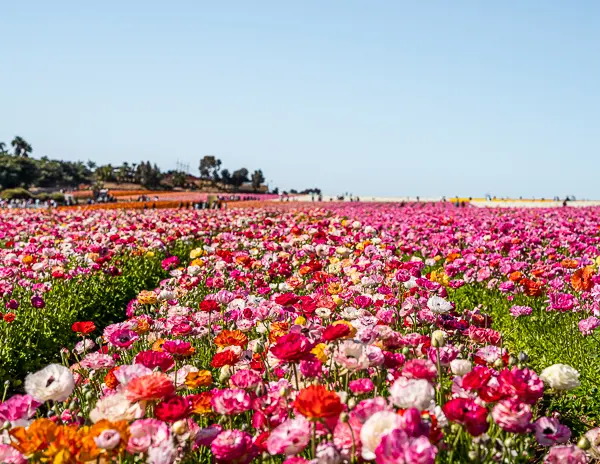 Expansive field of pink and orange Ranunculus flowers in full bloom at The Flower Fields in Carlsbad, California, with visitors walking in the distance under a clear blue sky.