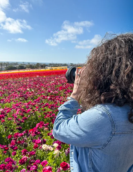 A woman (kathy) in a denim long sleeve shirt taking photos with a camera at The Flower Fields in Carlsbad, California, capturing vibrant rows of deep pink ranunculus flowers under a bright blue sky.