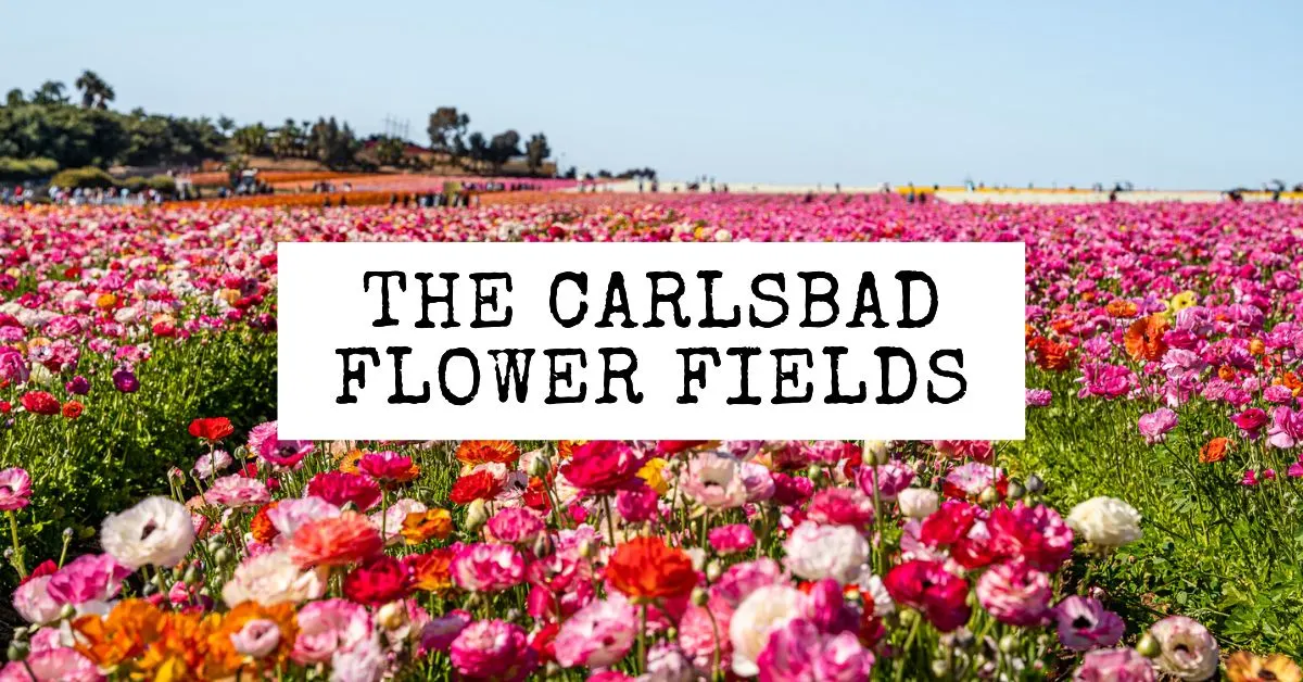 Visiting the Carlsbad Flower Fields: Everything You Need to Know