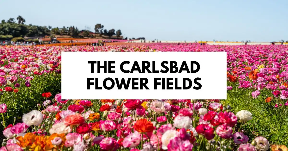 featured blog image with text the carlsbad flower fields