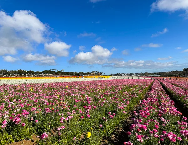 Expansive view of The Flower Fields in Carlsbad, California, with vibrant rows of pink and orange ranunculus flowers stretching toward the horizon under a bright blue sky with scattered clouds.